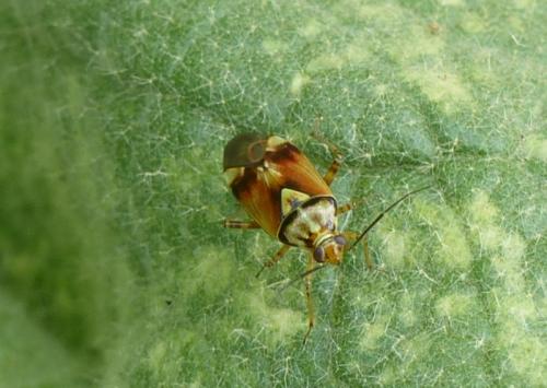 Lygus sp.